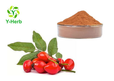 Rosa Rugosa Thunb Bulk Rosehip Powder 10% UV Rose Hip Extract Flavones
