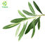 Olive Leaf Extract Natural Cosmetic Ingredients  Hydroxytyrosol  Oleuropein Powder