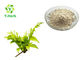 Herbal Extract Vine Tea Extract Powder Dihydromyricetin Powder 50% 98% Ampelopsin Myricetin
