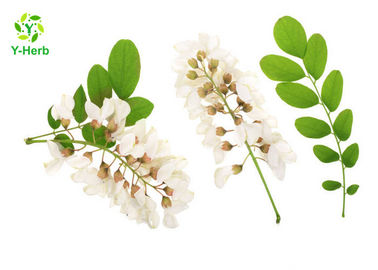 Flower Bud Part Sophora Japonica Extract Rutin Powder CAS 153-18-4 HPLC / UV Test